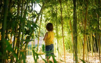 Read more about the article Mattis sem interdum magna augue eget diam