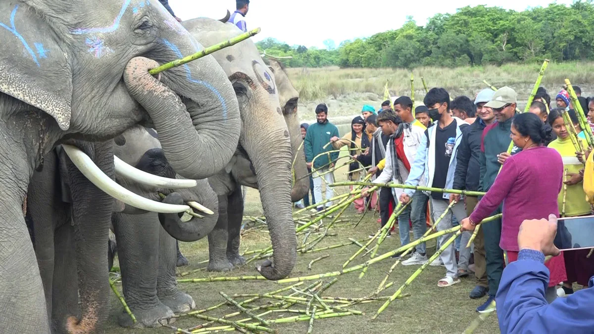 Elephant Festival in Chitwan